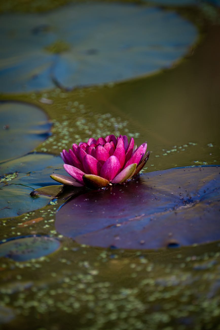 pink lotus flower blooming in a pond
