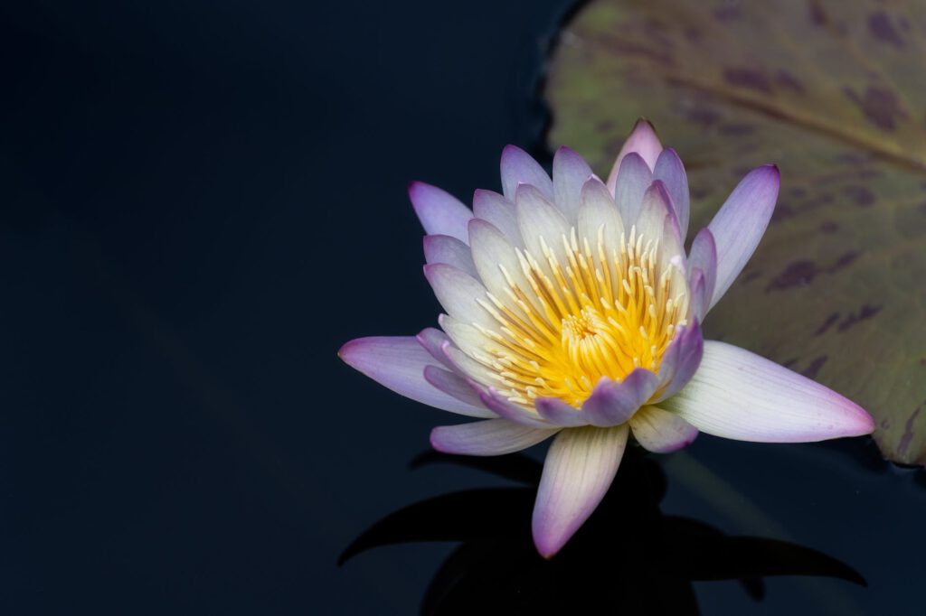 amazing flower of lotus in pond