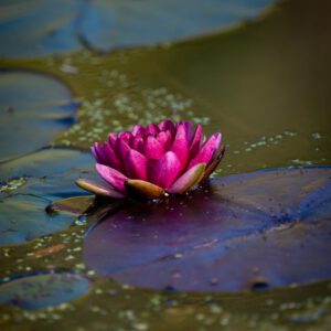 pink lotus flower blooming in a pond