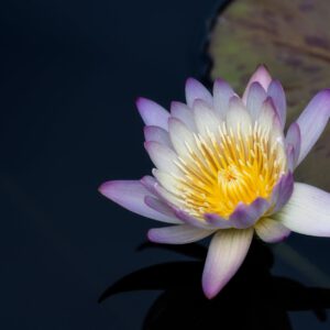 amazing flower of lotus in pond