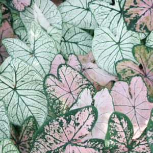photo of leaves