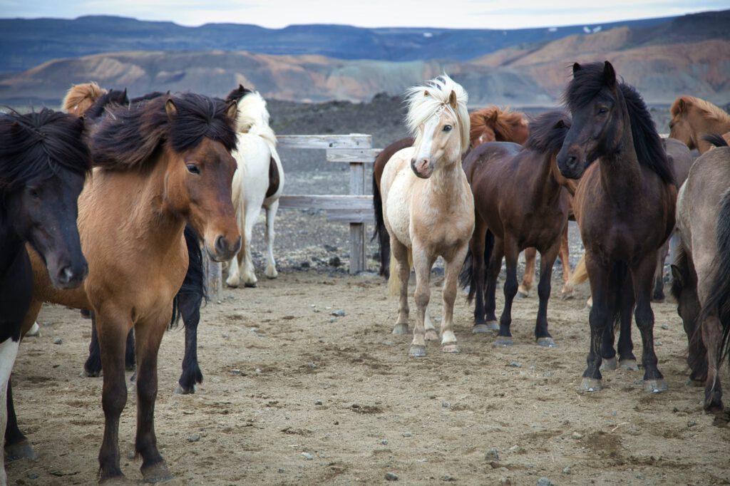 horses standing in a horse pen