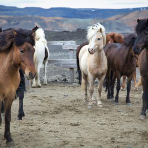 horses standing in a horse pen